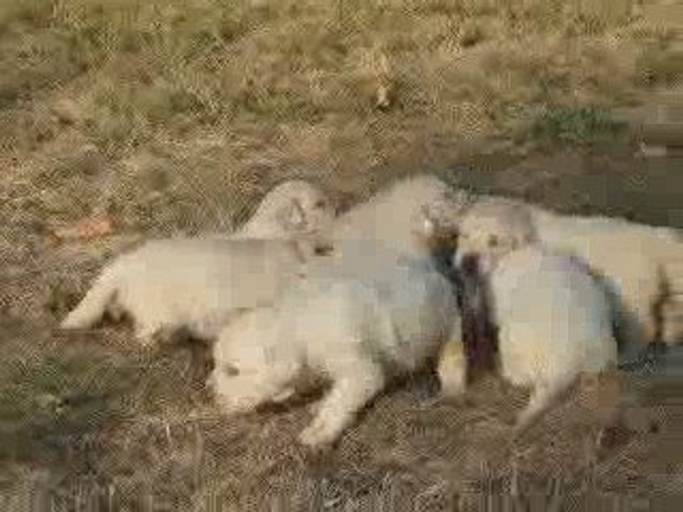 video portee 2 sept 09 bahia volley (4)