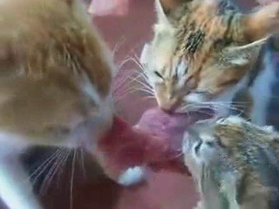 3 Cats, 1 Steak