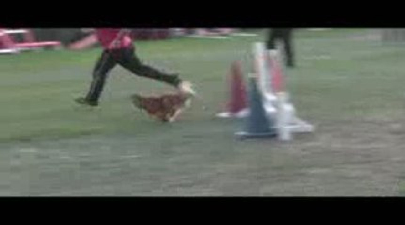 Bango Jumping Agility Villefranche 04/10/2009