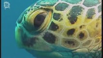 Tortue marine tortue verte