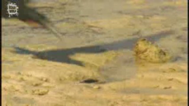 Tortue marine tortue verte