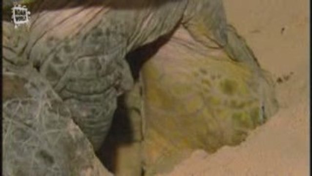 Tortue marine tortue verte