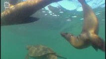 Tortue marine tortue verte