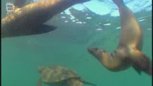 Tortue marine tortue verte