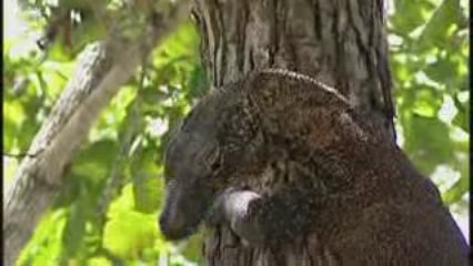 Komodo dragon - Varan de Komodo (Varanus Komodoensis) 1