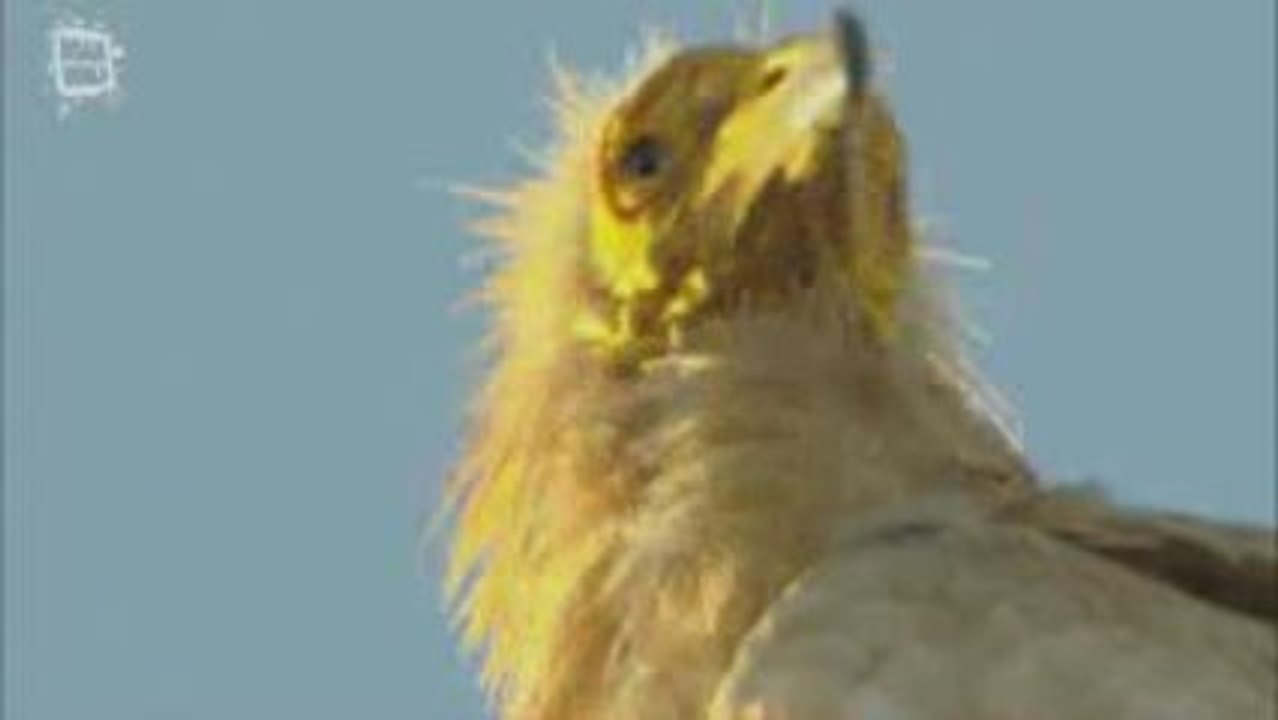 Egyptian vulture-Vautour tête jaune (Neophron percnopterus)