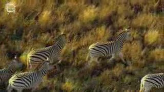 Plains zebra - Zebre des plaines (Equus quagga) 2