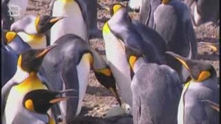 King Penguin - Manchot royal (Aptenodytes patagonica)