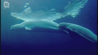 Beluga whale (Delphinapterus leucas) Sous l'eau