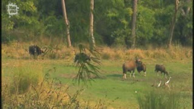 Buffle d'Asie (Bubalus bubalis)