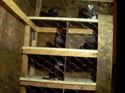 BURSA OYNAR GÜVERCİN