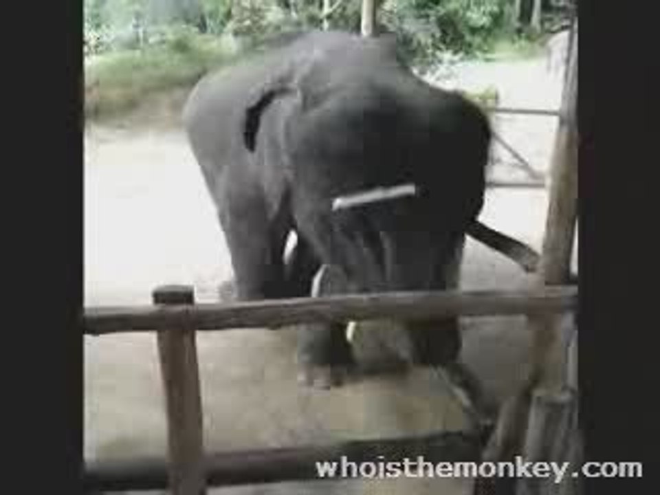 L'éléphant qui danse