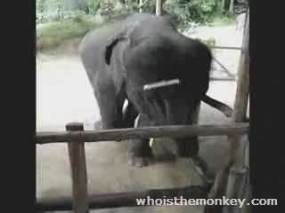 L'éléphant qui danse