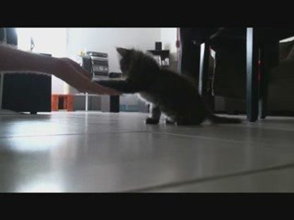 mon chat donne la papate