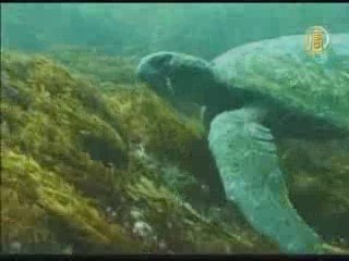 Галапагосские острова в опасности