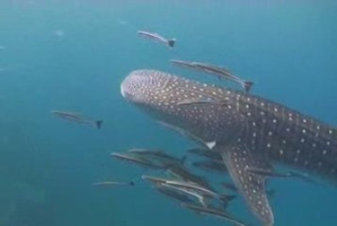 apnée avec requin-baleine, Koh Tao 2007