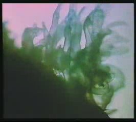 Przemiana pokolen u chelbi