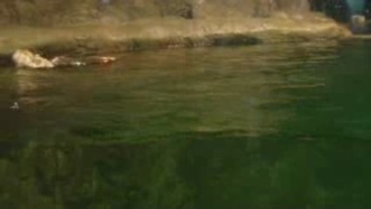 Nutria marina en acuario