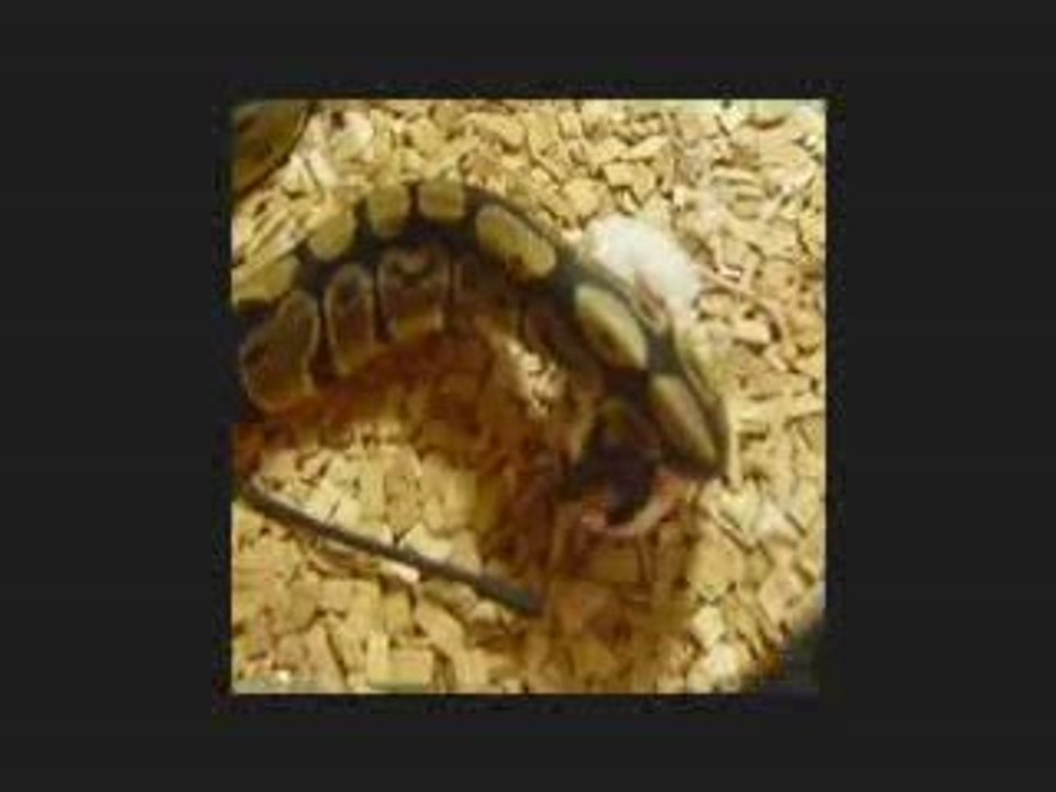 pit le python de Boyeux city