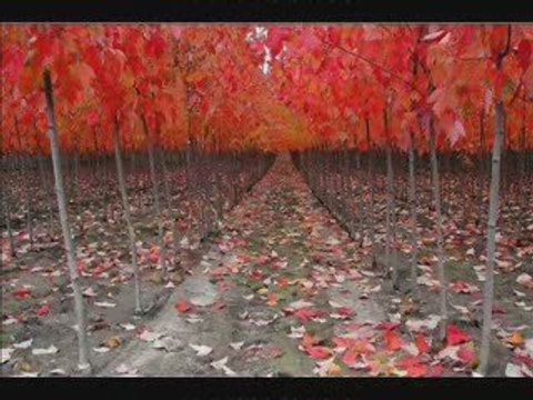 Alpay - Final (Şiir)