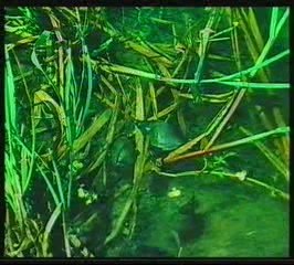 Cykl zyciowy motylicy