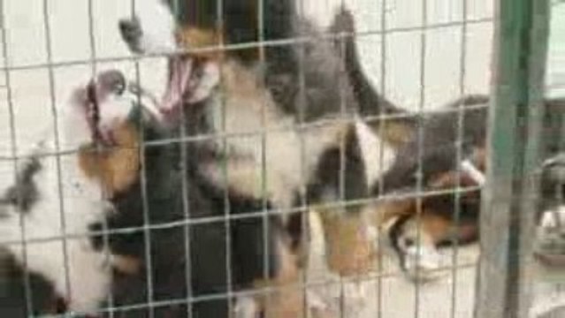 001 Eika RAS : 20090915 Elevage du Haras de la Vergne