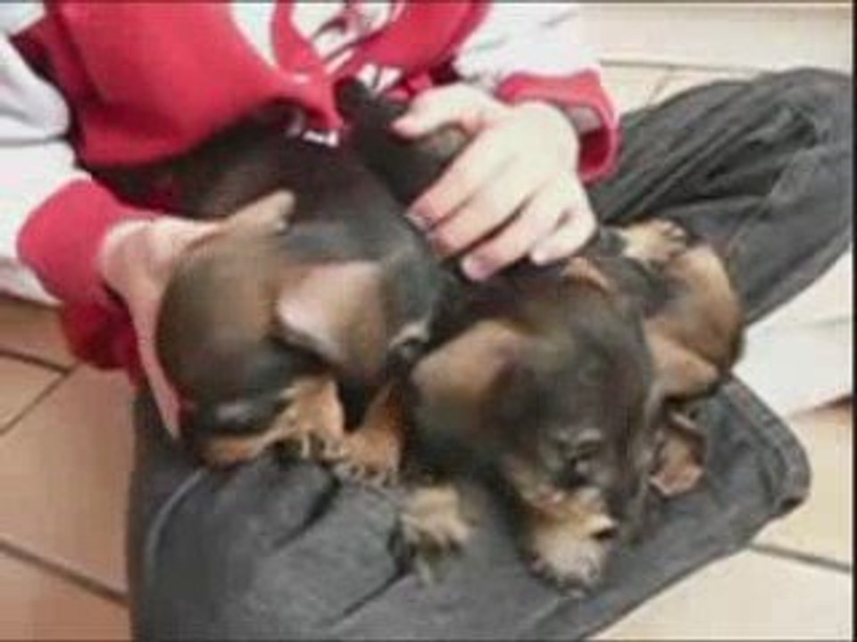 Les bébés teckels du Domaine de Beaulieu