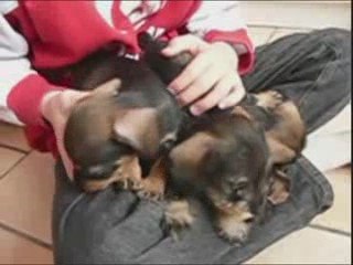 Les bébés teckels du Domaine de Beaulieu