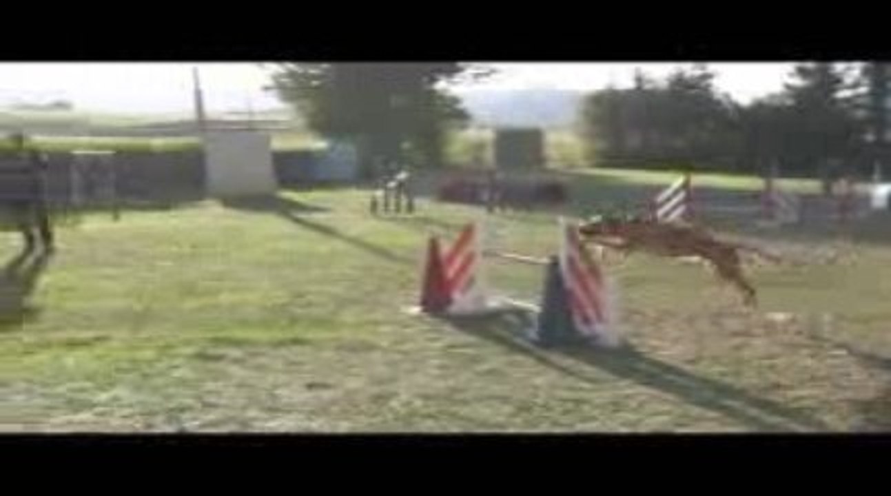 Sindbad Jumping Agility Villefranche 04/10/2009
