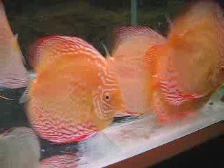 golden albino discus
