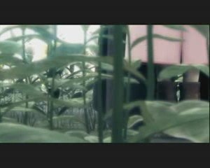 AMV Final Fantasy 7 advent children