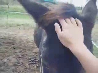 mes longues oreilles