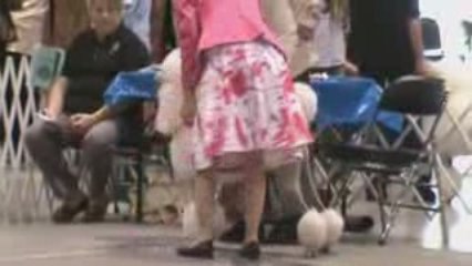 CANRYME POODLES with Baca, Eddie, Myrna and Teresa Nail