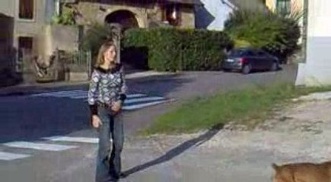 chien boxer jerry lache rien.....^^