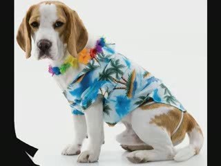 Cute Halloween Costumes For Your Pet