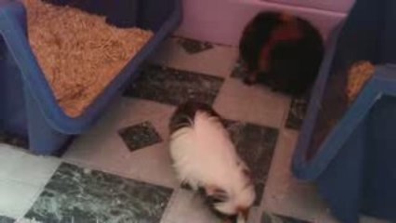 les chipies 2