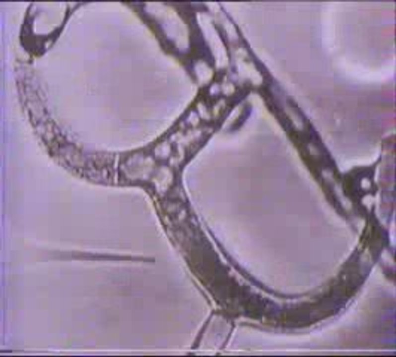 Grzyby w walce biologicznej z matwikiem