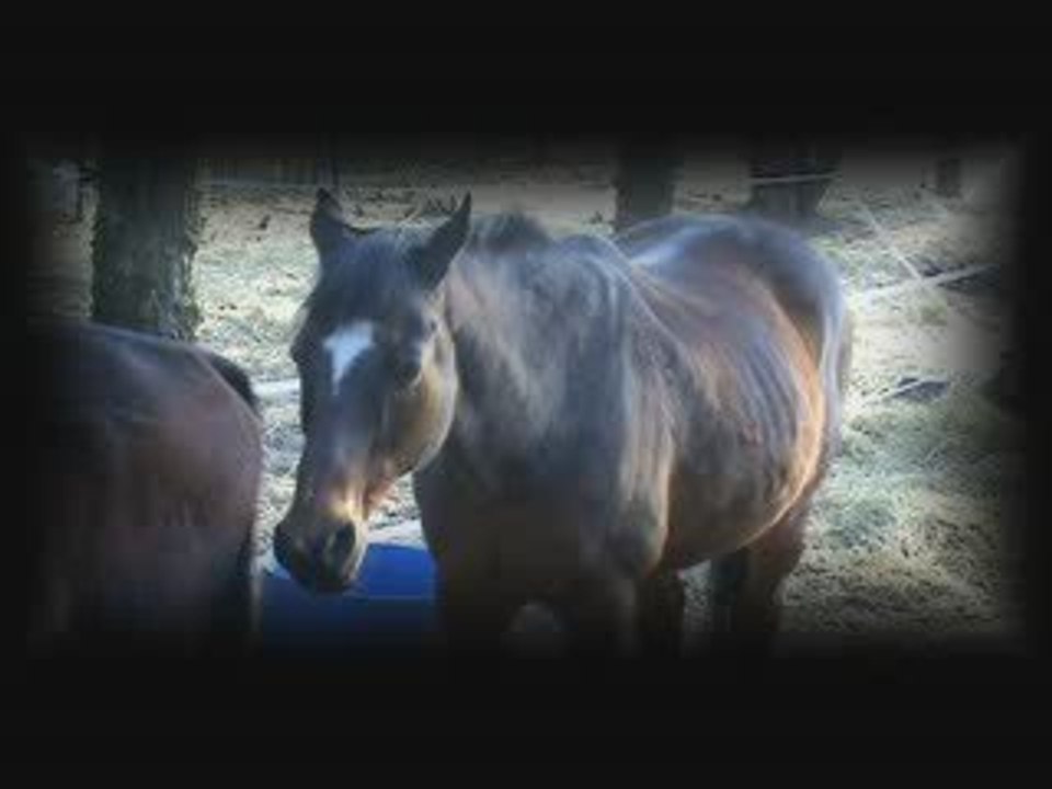 Cavalerie du Haras