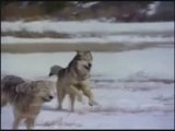 Ferdinando Menconi on Wolves