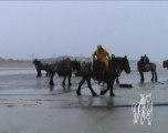 Les pêcheurs de crevettes au cheval de trait (Oostduinkerke)