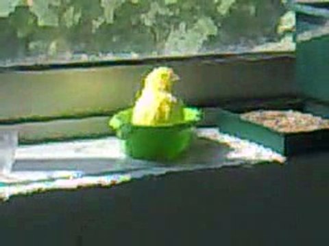 canaris fait la douche