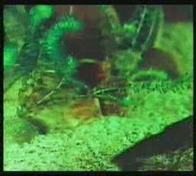 Rozwoj i linienie raka