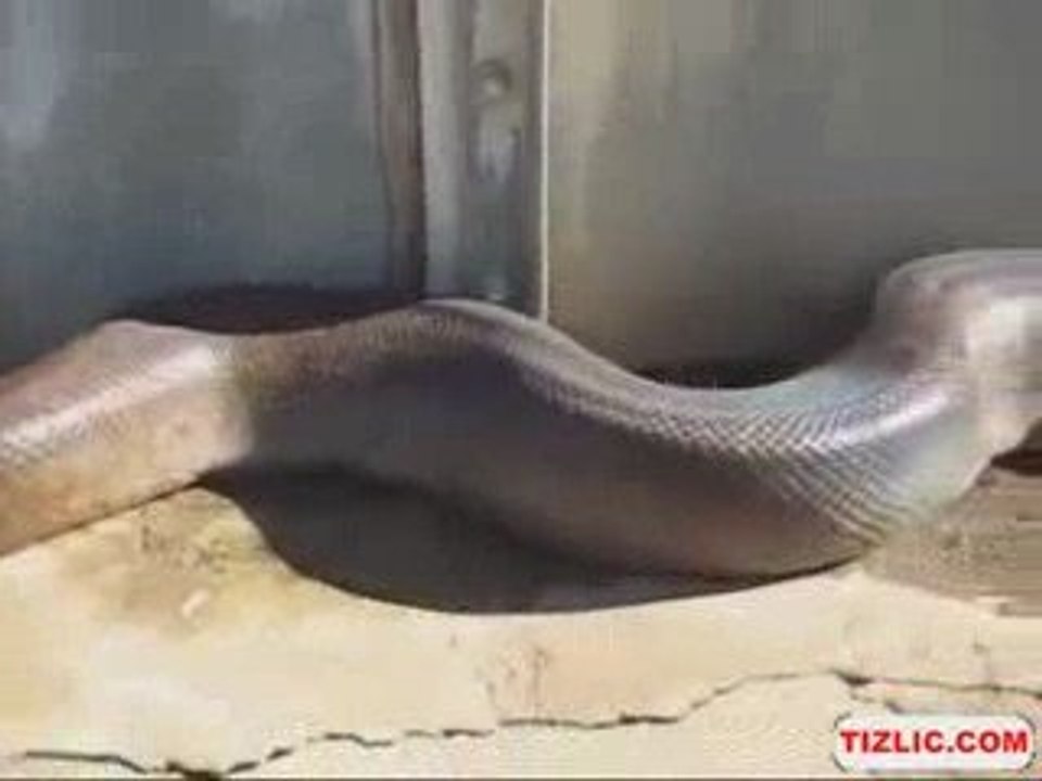 Un serpent retrouvé mort