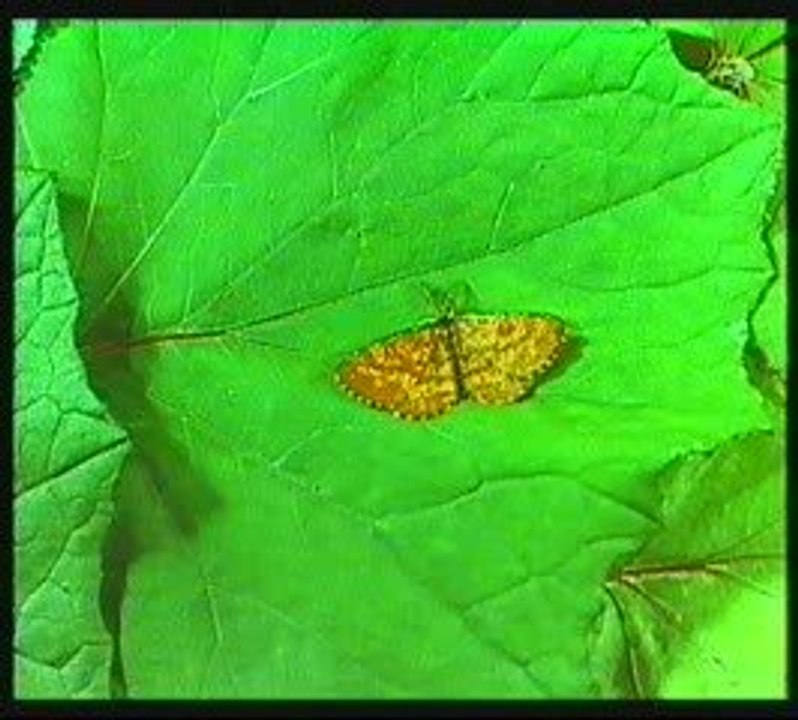 Motyle