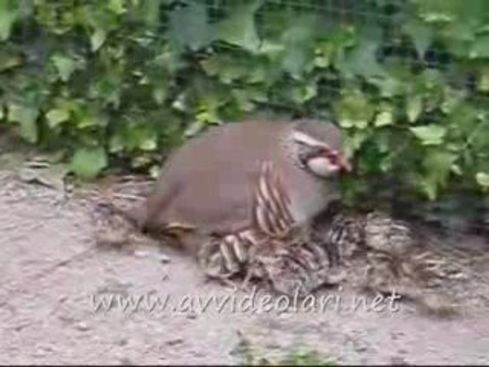 Keklik ve Yavrular