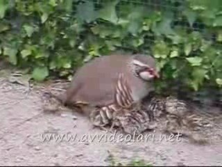 Keklik ve Yavrular