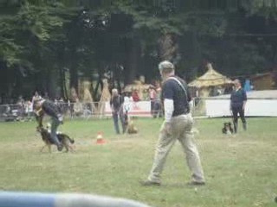 Bess, Berger Allemand Miniature, 12 ans, Obr, Tricks, Nage