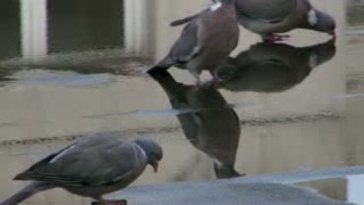 Pigeons (terrasse rue de Paris)