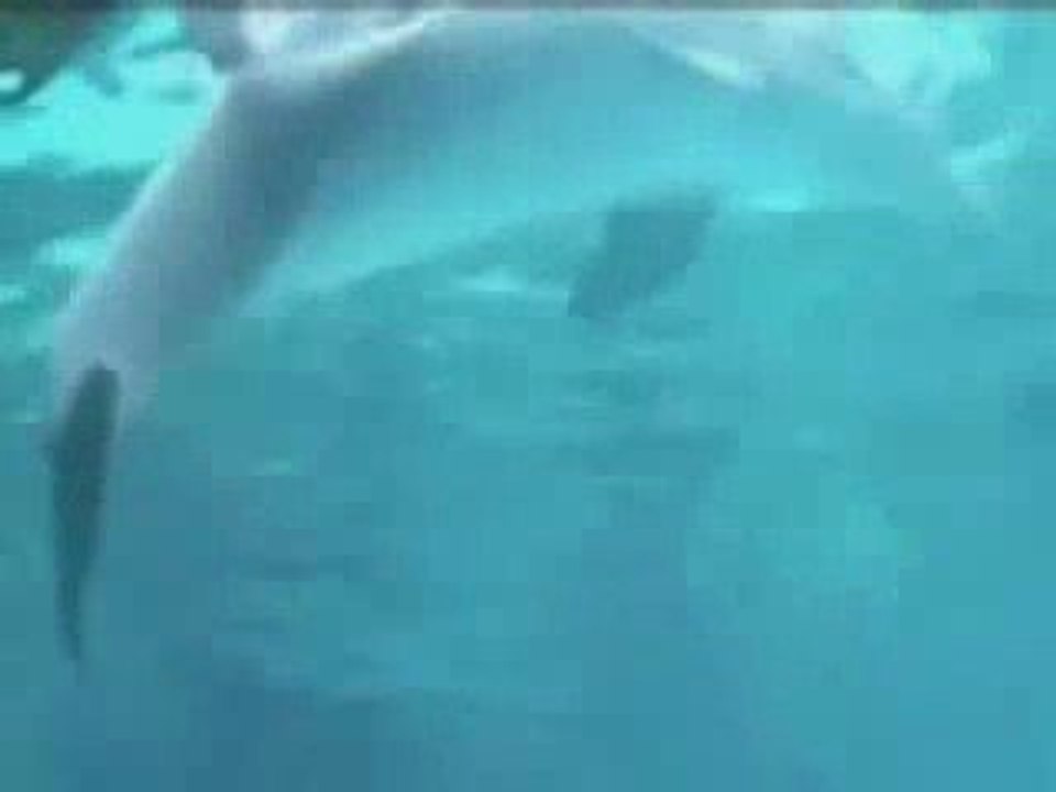 ღ ♥ .* Pour le plaisir ... Dis moi si tu aimes. *.♥ ღ