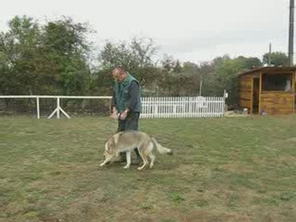 Chien Loup Tchécoslovaque  A.G.E.C.